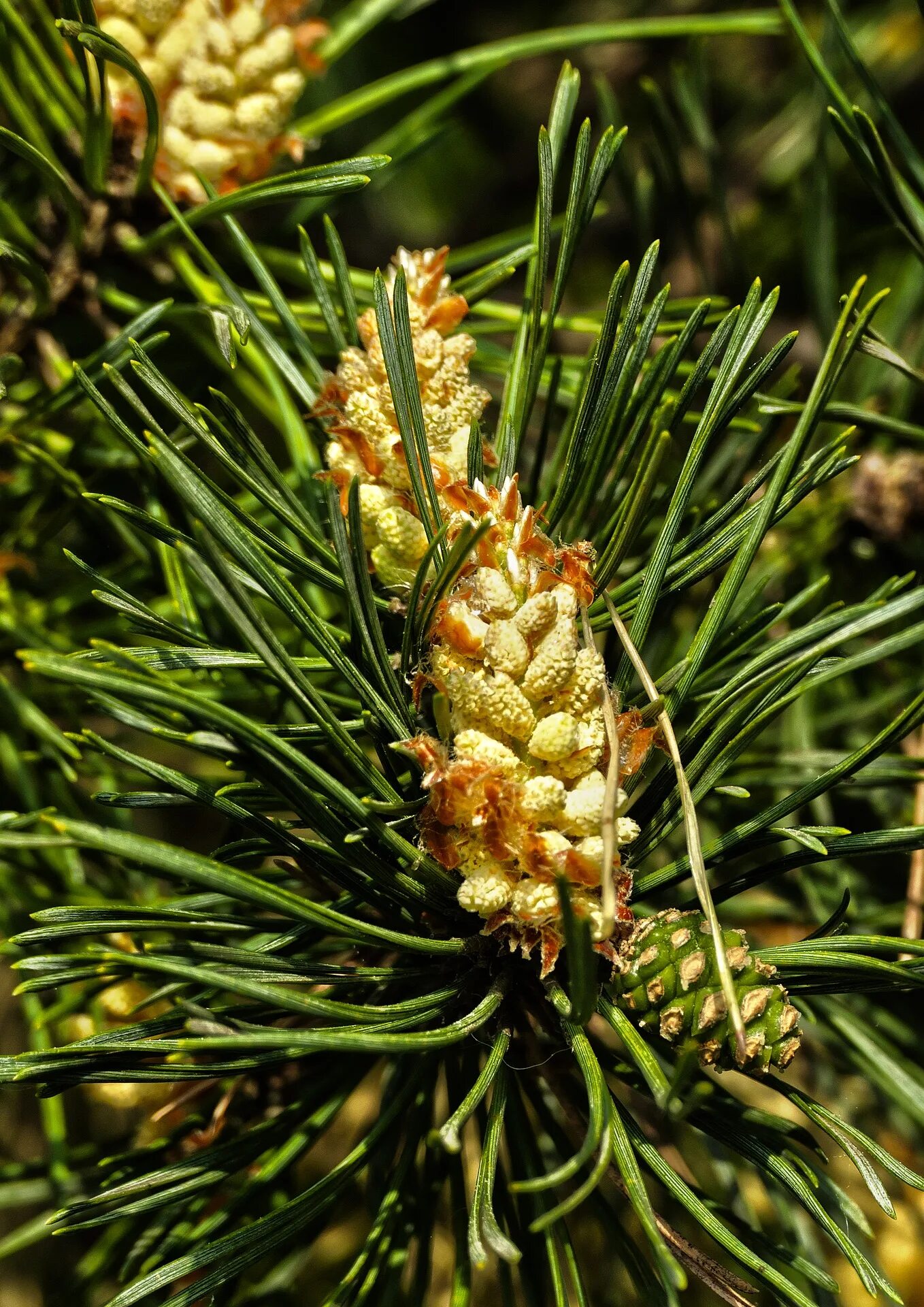 Мужские шишки ели. Pinus Sylvestris сосна Лесная. Pinus Sylvestris хвоя. Pinus Sylvestris шишки. Макростробил Pinus Sylvestris (сосна обыкновенная).