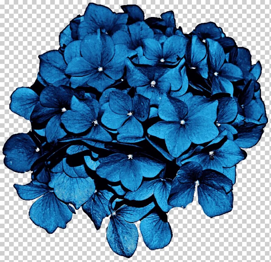 Синие картинки распечатать. Гидрангия вендетта синяя. Синие цветы. Цветы на прозрачном фоне. Синие цветы вид сверху.