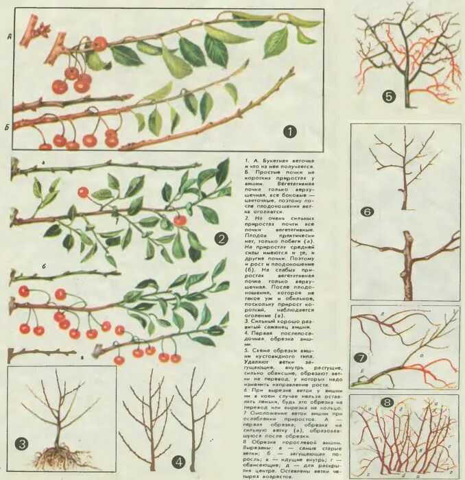 Обрезка начинающих в картинках пошагово. Обрезка черешни осенью схема. Схема обрезки вишни весной. Обрезка черешни весной. Берёзка черешни осенью.