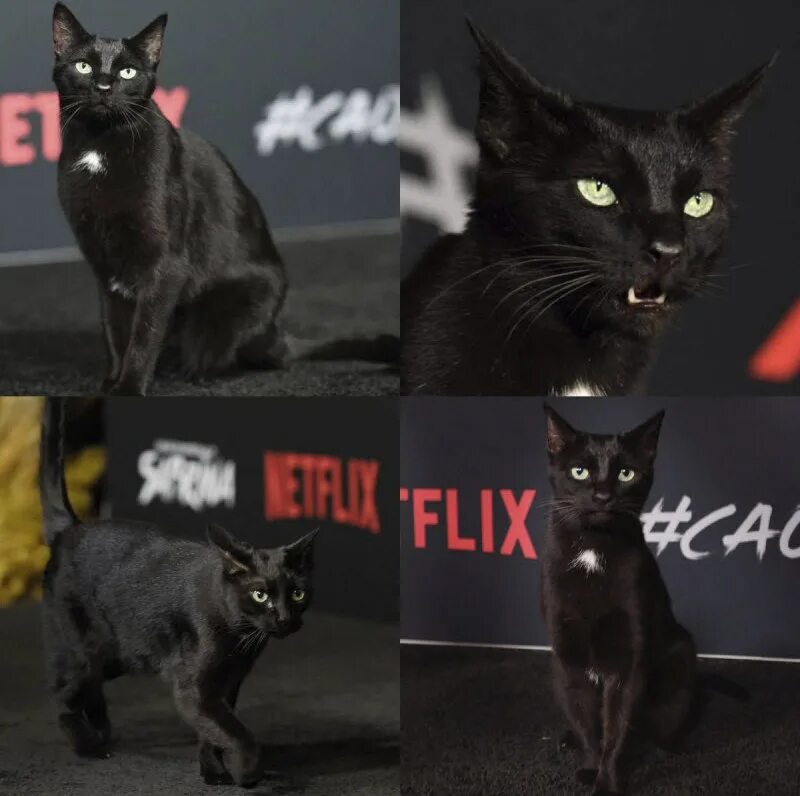 Котик нетфликс. Netflix юмор. кошачий нетфликс. котики приколы мемы. кот и нетфликс.