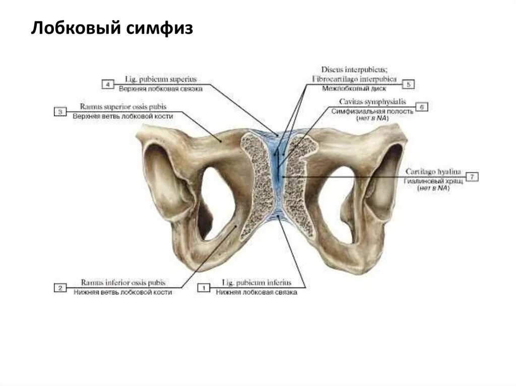Соединение крестцово подвздошного сустава. Анатомия лонного сочленения связки. Лобковый симфиз Тип соединения. Крестцово-подвздошный сустав анатомия.