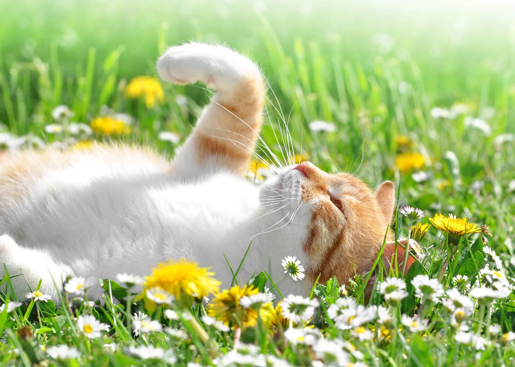Доброе весеннее утро с котятами. Кошка лето. Кот нежится на солнышке. Котёнок и солнышко. Кошка на солнышке.
