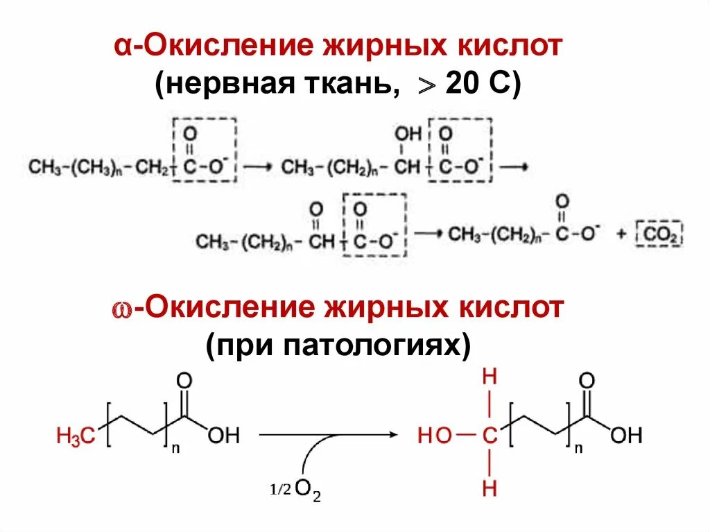 Реакцию ω-окисления жирных кислот.. Омега окисление жирных кислот. Альфа окисление жирных кислот. Альфа окисление жирных кислот биохимия. Реакции бета окисления