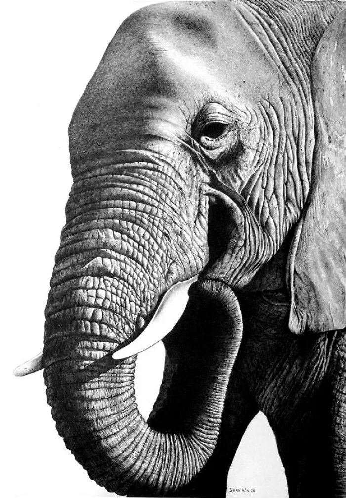 Слон нарисовать. Морда слона. Слон Графика. Слон карандашом. Слоник карандашом.