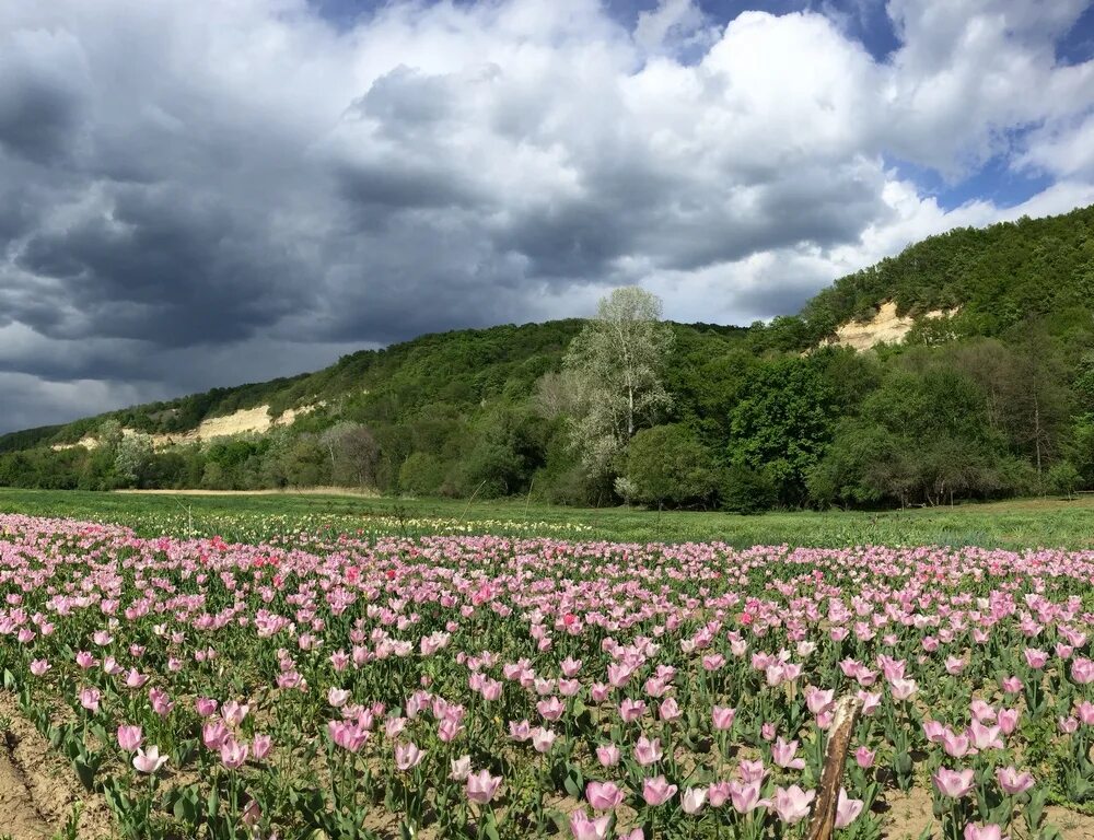 П розовый лабинский