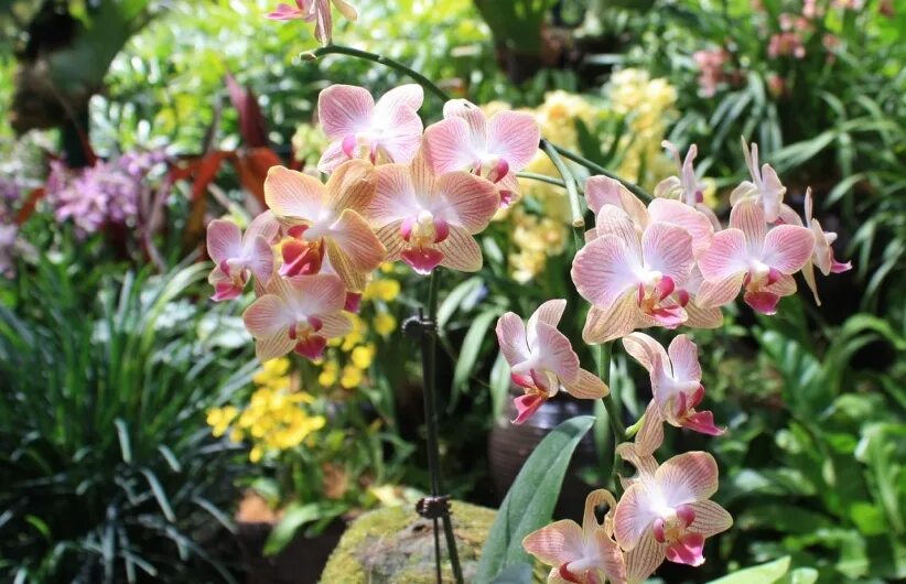 Сад орхидей пхукет. Ботанический сад (singapore botanic gardens). Orchid garden. Сингапур орхидеи ботанический сад. Орхидея сток.