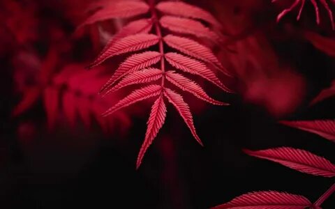 Leave the red
