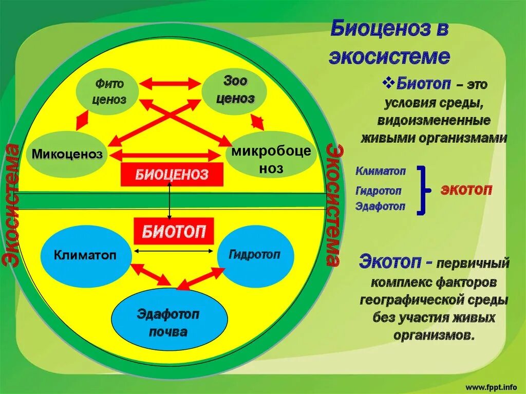 Описание роли в экосистеме. Биоценоз биотоп и экологическая система. Структура экосистемы биотоп. Экосистема биогеоценоз структура экосистемы. Структурные компоненты биотоп.