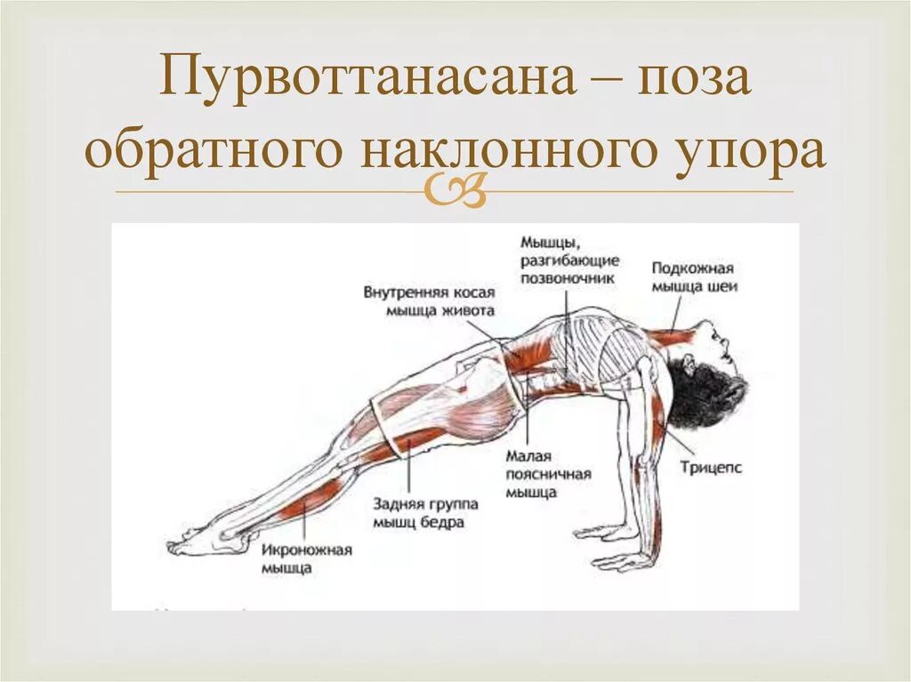 Находиться упор. Ардха пурвоттанасана. Пурвоттанасана поза в йоге. Саламба пурвоттанасана. Обратная планка группа мышц.