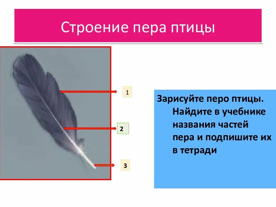 Особенности пухового пера у птиц. Строение пера птицы 1 класс. Строение пера птицы 1 класс окружающий мир. Пуховое перо птицы строение. Птичье перо строение.