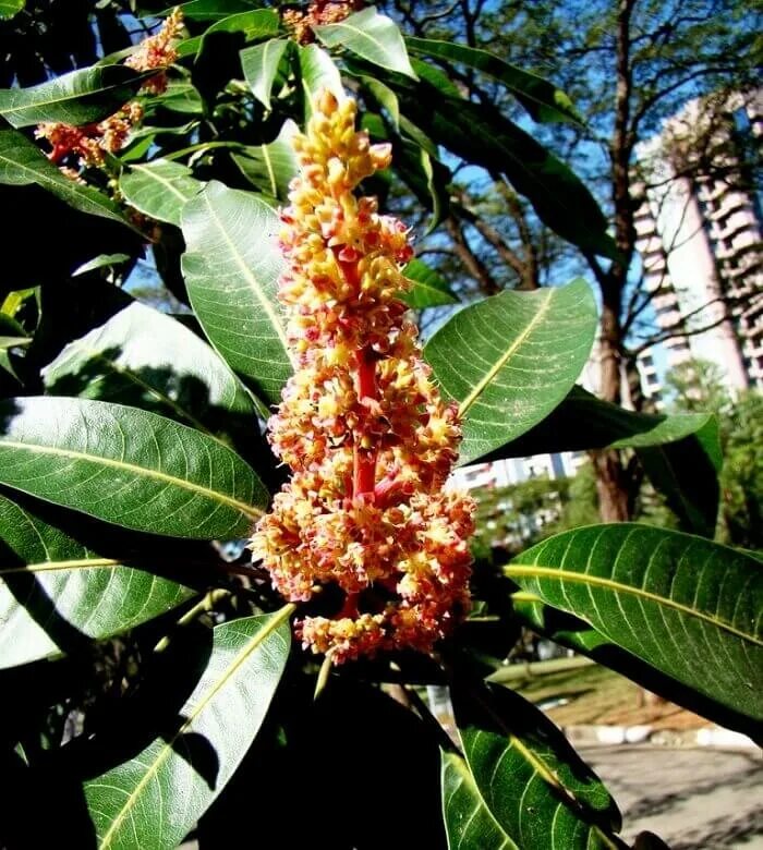 Цветущий манго. Манго дерево цветение. Цветущий манго. Манговое дерево цветет. Манго растение.