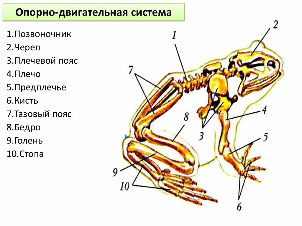 Опорно двигательная система лягушки скелет. Схема опорно двигательной системы земноводных. Опорно двигательная система земноводных 7 класс. Отделы скелета земноводных лягушки.