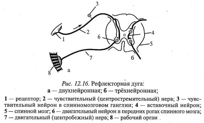 Строение рефлекторной дуги рисунок. Схема рефлекторной дуги соматического рефлекса рисунок. Составные компоненты соматической рефлекторной дуги. Строение рефлекторной дуги схема ЕГЭ. Схема двухнейронной рефлекторной дуги.