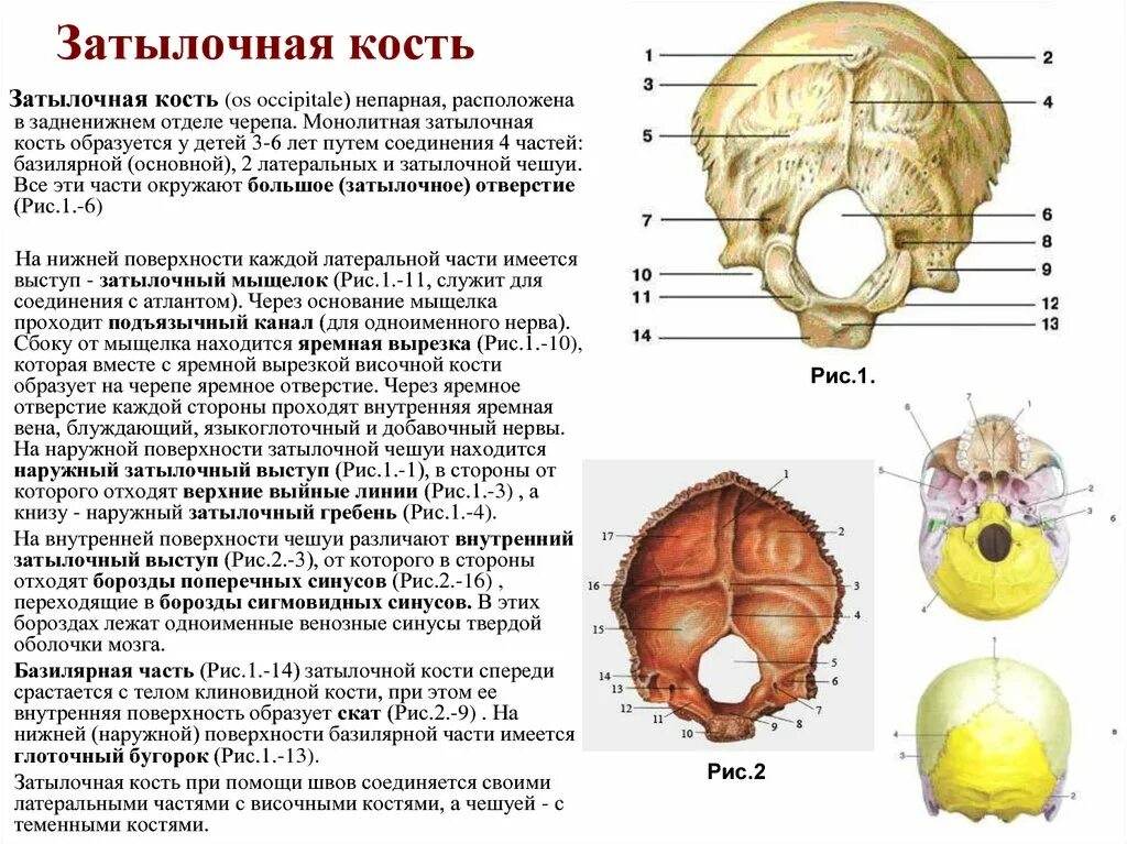 Основание затылка