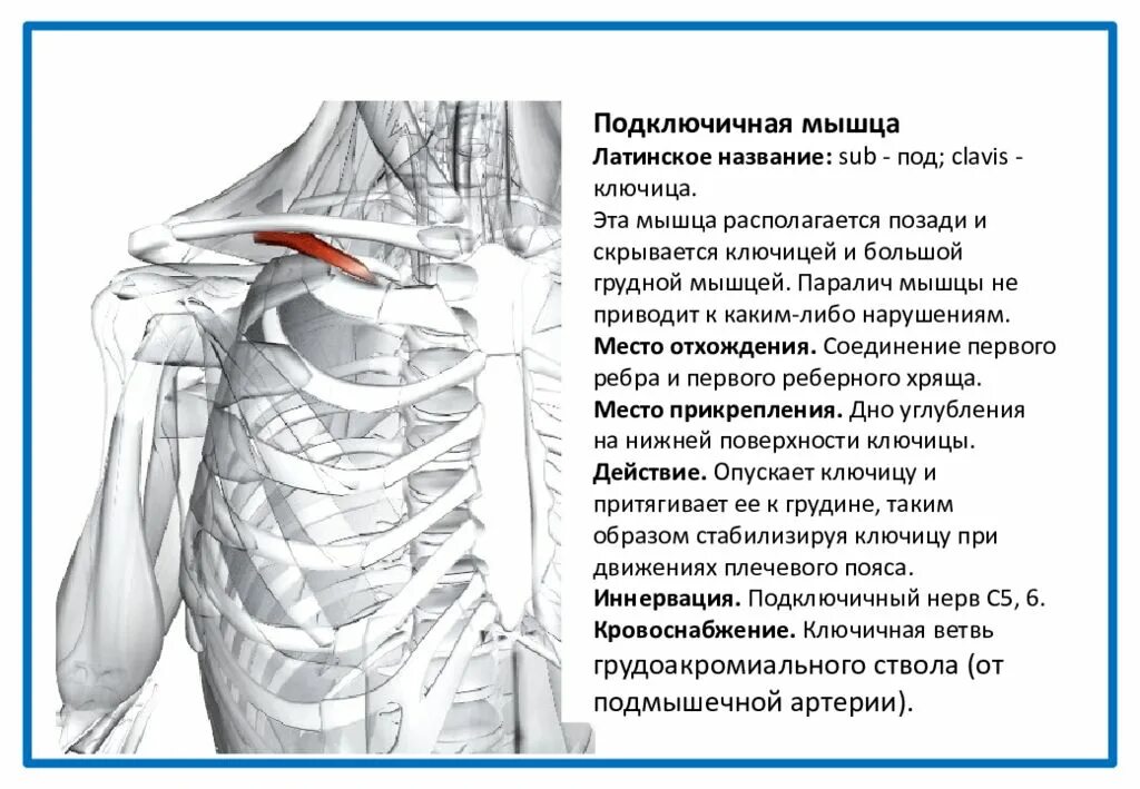 Остеохондроз. Боль в грудной мышце. Малая грудная мышца. Плакаты дорсопатия позвоночника. Болит большая грудная мышца.