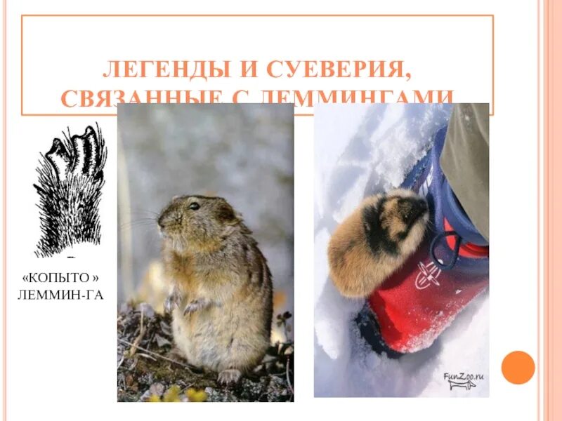Лемминг фото и описание. Лемминг интересные факты. презентация про леммингов тундры. лемминг копыта.