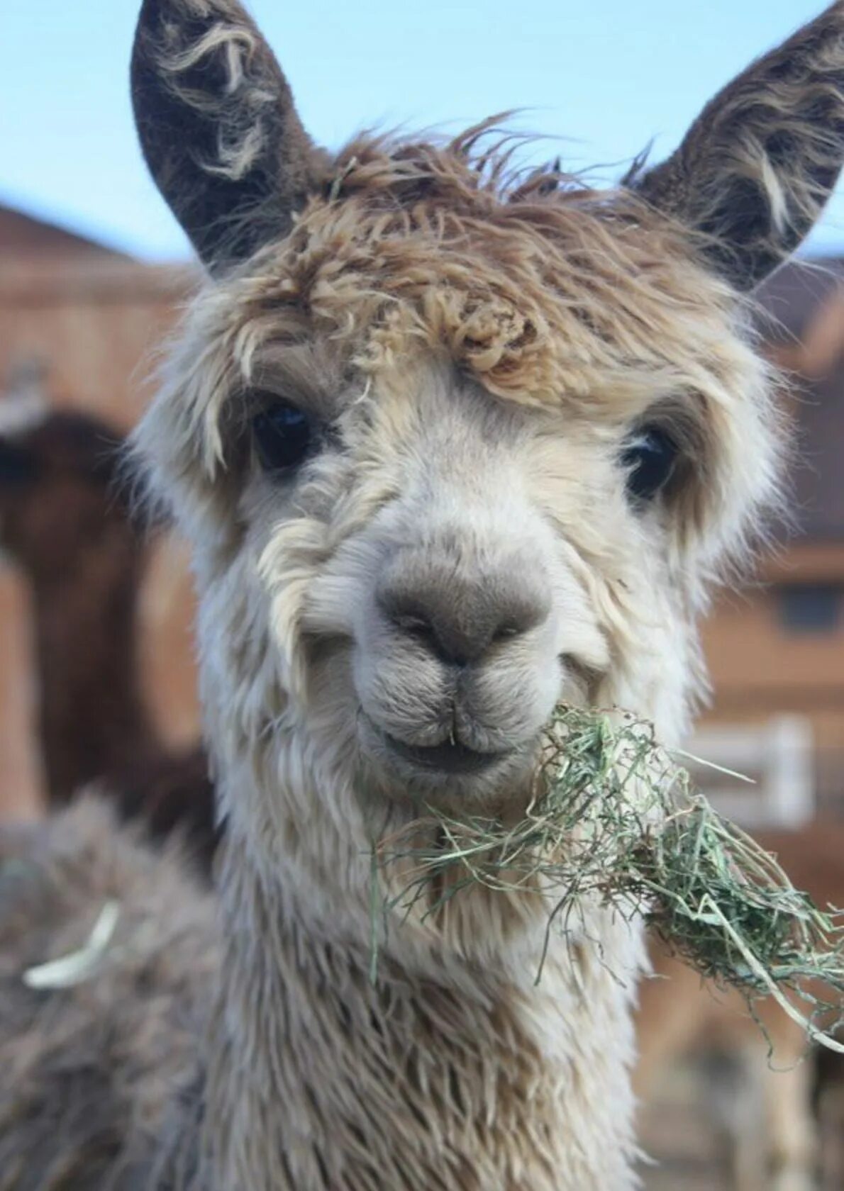 Llama2