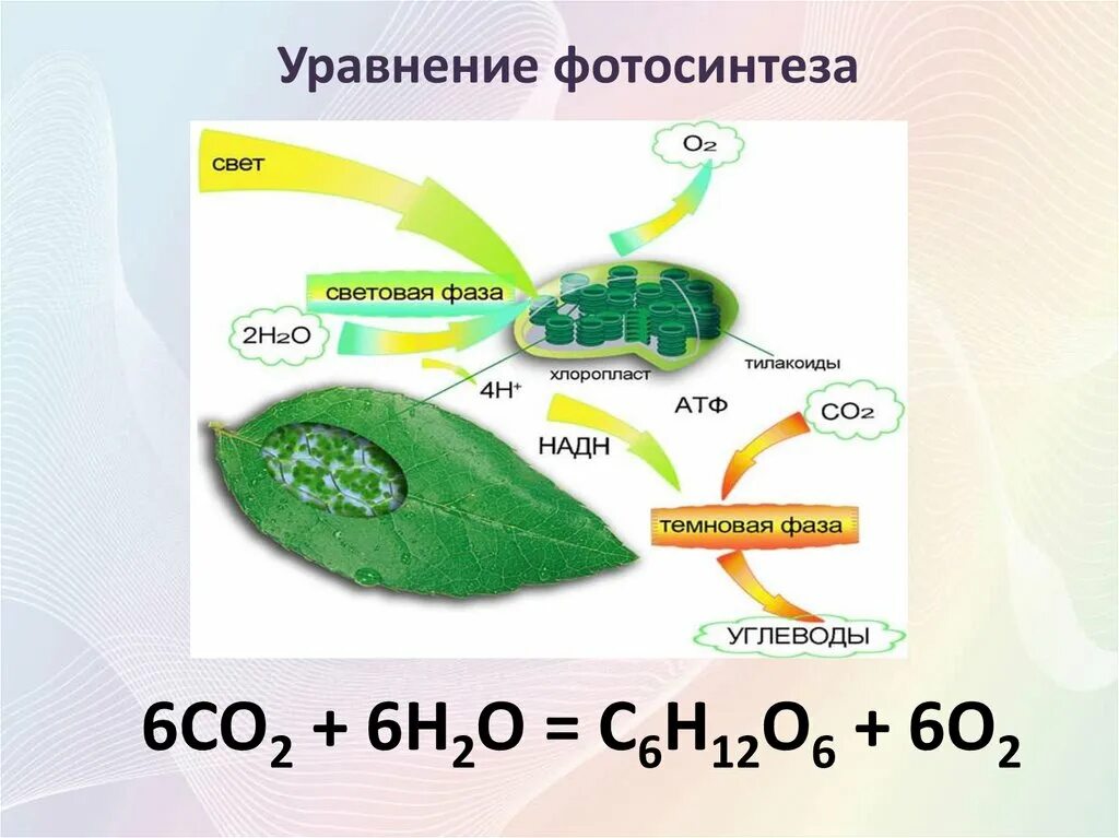 Co2 h2o фотосинтез. Биология 9 класс Биосинтез углеводов фотосинтез. Фотосинтез 9 класс биология. Фотосинтез биология 10. Схема фотосинтеза 9 класс биология.