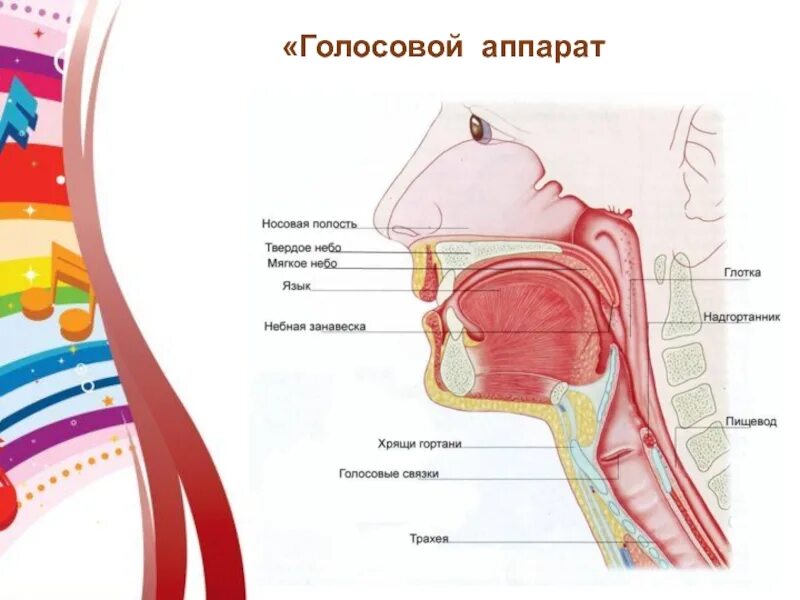 Голосовой механизм. Строение голосового аппарата анатомия. Строение гортани вокал. Голосовой аппарат. Голосовой речевой аппарат.