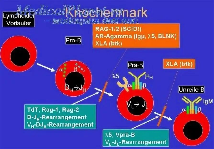 Дефицит миелопероксидазы патогенез. Дефицит миелопероксидазы дефект. Хроническая гранулематозная болезнь миелопероксидаза. Дефицит миелопероксидазы механизм действия. 3 н фактор