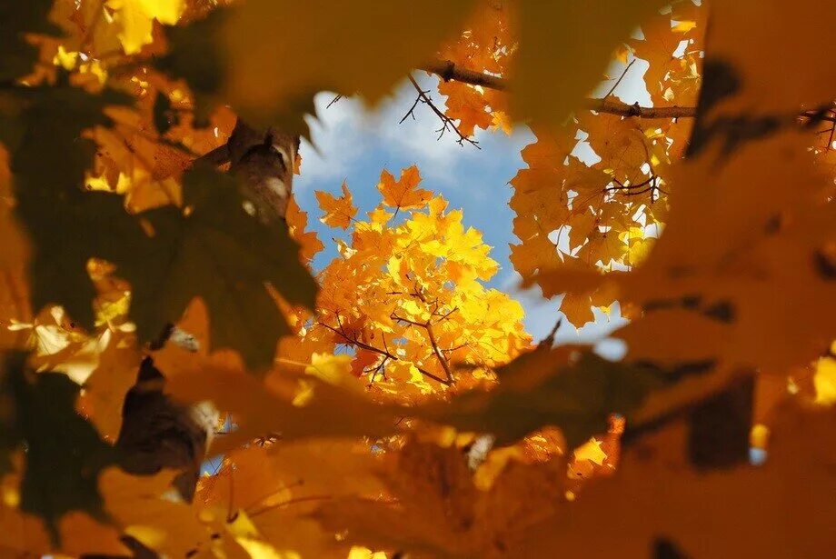 Осенние листья фото. Осень листья. Осенние обои. Осенняя пора. Меж листьев.