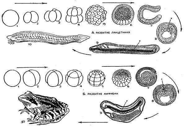 Какой процесс в цикле развития ланцетника изображен. Этапы эмбрионального развития ланцетника. Цикл развития ланцетника. Эмбриология ланцетника. Формирование зародыша ланцетника.