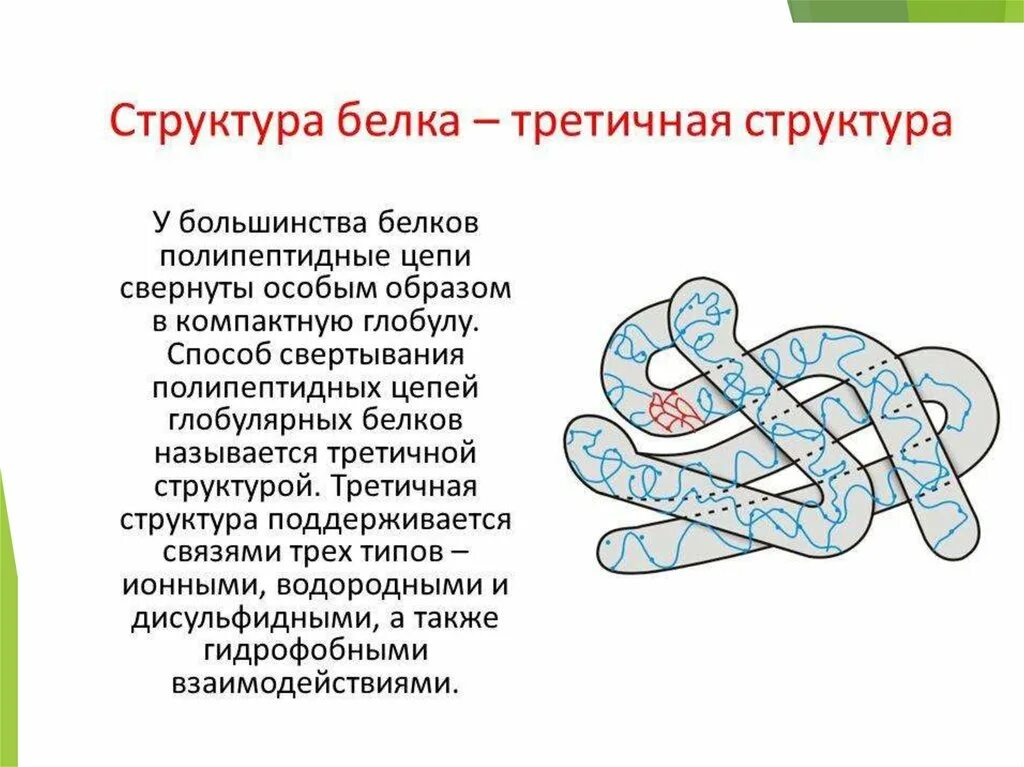 Третичная структура белка связи. Связи стабилизирующие третичную структуру белка. Третичная структура глобулярных белков стабилизируется:. Типы связей в третичной структуре белка. Третичную структуру белка стабилизируют