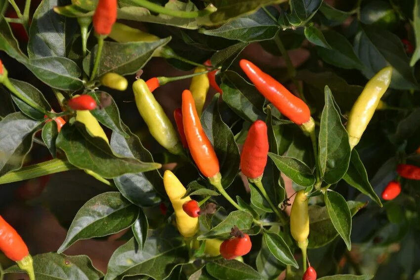 Перец сорт молдова. Capsicum frutescens. Перец сорт Capsicum frutescens. Capsicum frutescens семена. Capsicum annuum плод.