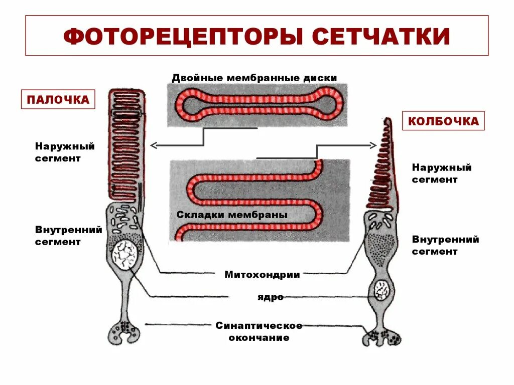 Фоторецепторы какой отдел. Палочки и колбочки сетчатки строение. Палочки и колбочбочки строение глаза. Строение сетчатки фоторецепторы. Строение глаза колбочки и палочки.