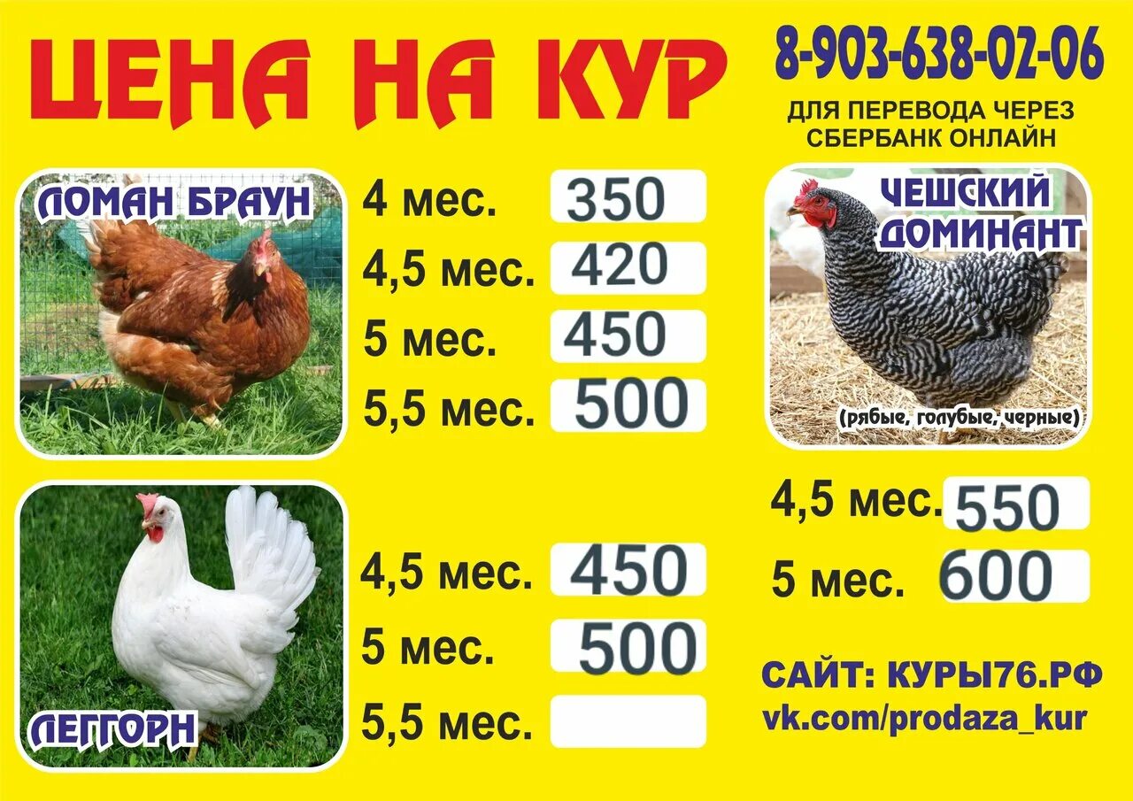 Купить куриц в вологде. Курочки продажа. Курица Несушка. Сколько стоит курица Живая. Продаются куры.