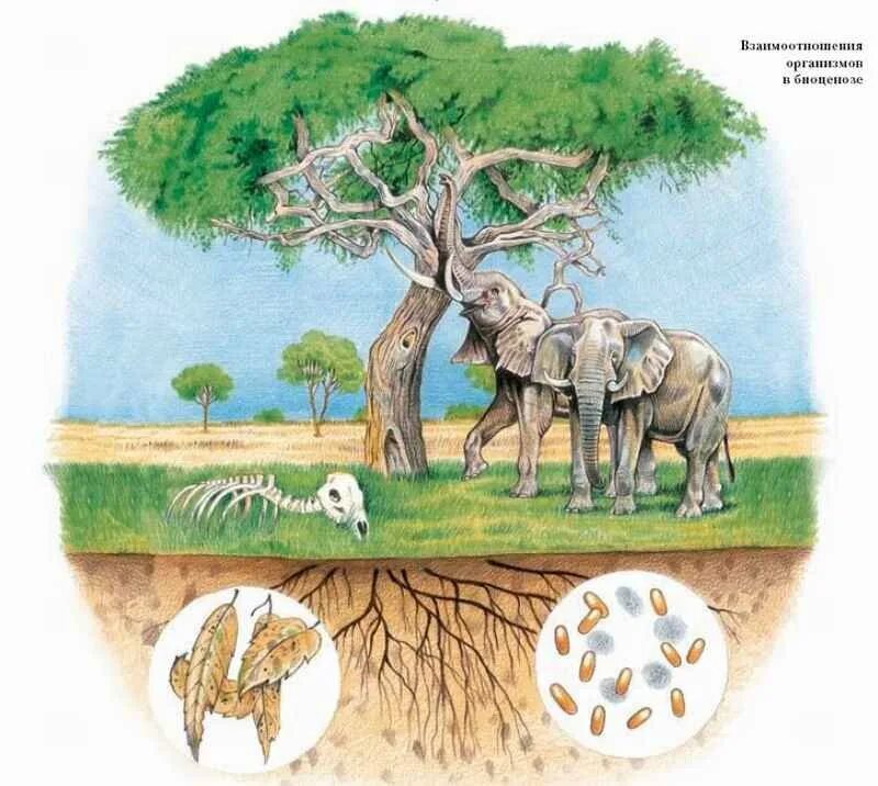 Разнообразие пищевых взаимоотношений между организмами. Биоценоз. Биоценоз это в экологии. Экология животных. Биоценоз картинки.