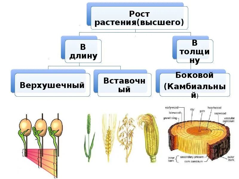 Рост и развитие организма. Рост и развитие организмов 6 класс. Процессы роста и развития организмов презентация. Доклад про рост растений.