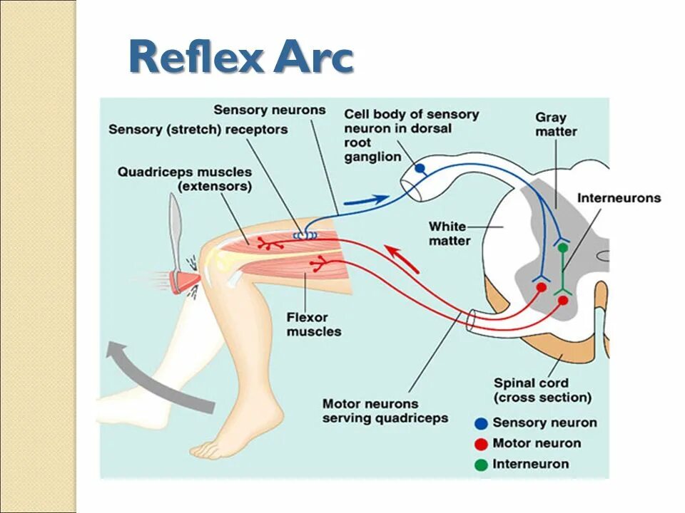 Spinal Reflex Arc. Reflex Arc Complex. Рефлекс с капсулы печени и желчных путей. The structure of the Reflex Arc.