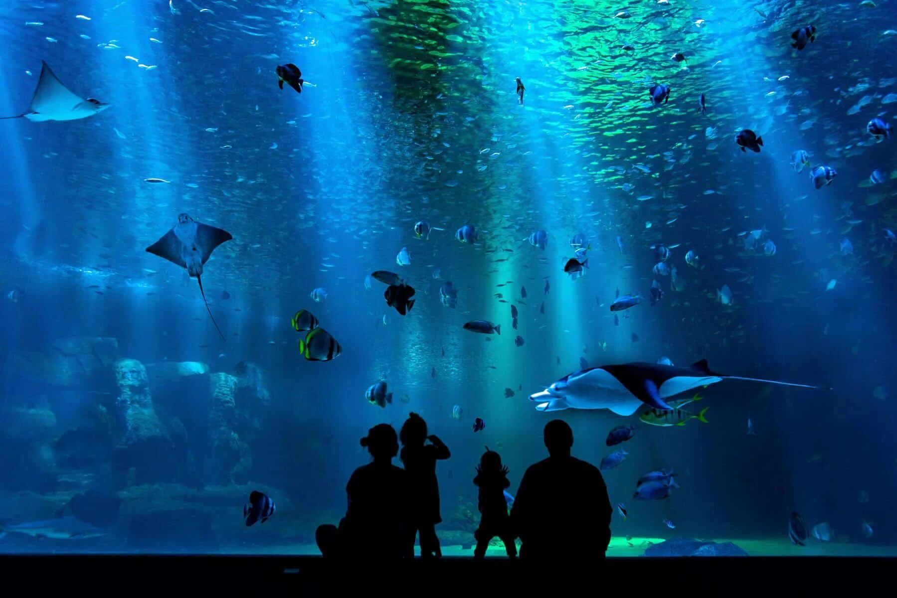 Открытие самого большого океанариума. Sea World Абу Даби. Океанариум Абу Даби. Аквариум Канкун. Океанариум в Ташкенте.