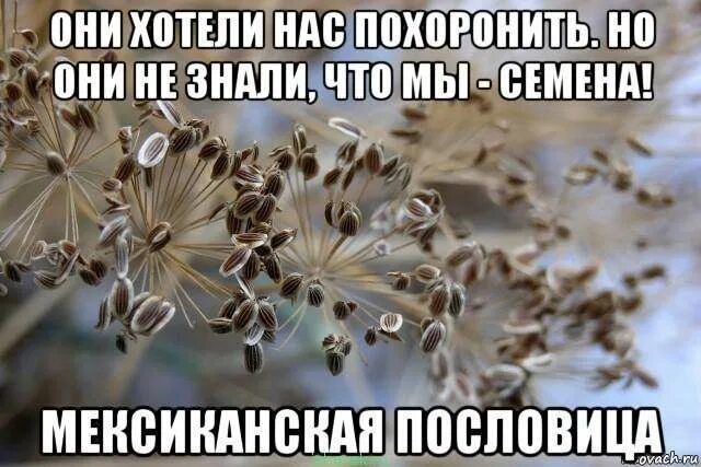 Они думали что похоронили нас но не знали что мы семена. Но они не знали что мы семена. В целом это было неплохое лето. Они думали что нас похоронили но они не знали что мы семена. Мексиканская пословица про семена.