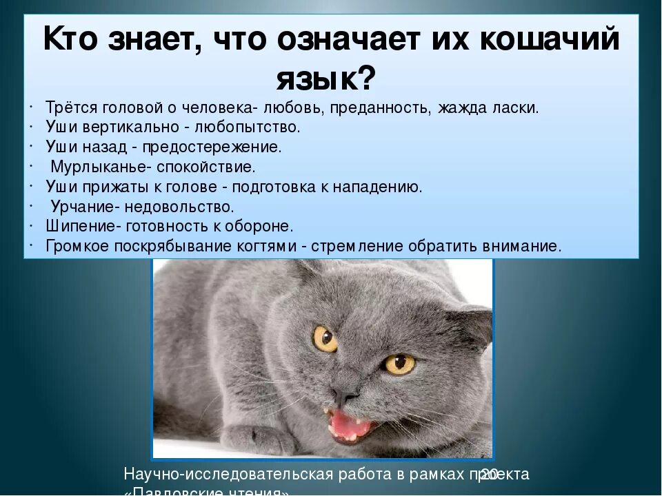 Почему кошки мурлыкают. Урчание кота. Что означает кошачье мурлыканье. Что значит когда кот мурлычет. Почему кошку зовут кошку