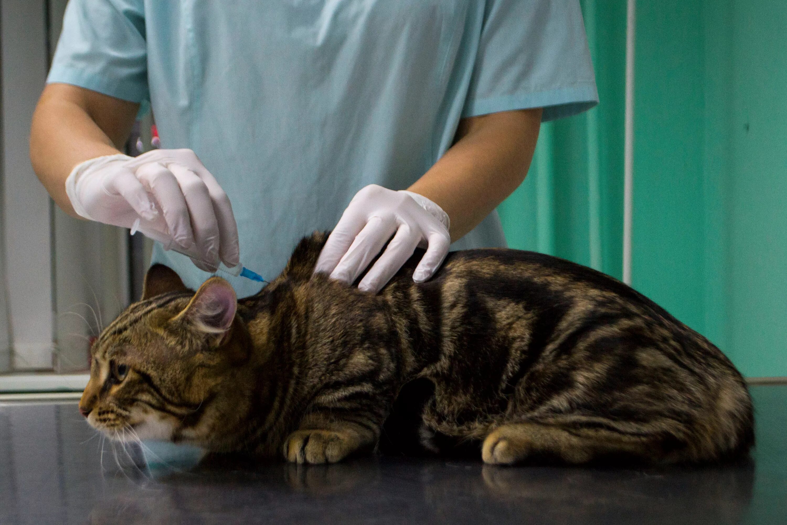 Где сделать бесплатную прививку кошкам. Вакцинация кошек. Прививка для кошек. Вакцины для кошек. Укол от бешенства кошке.