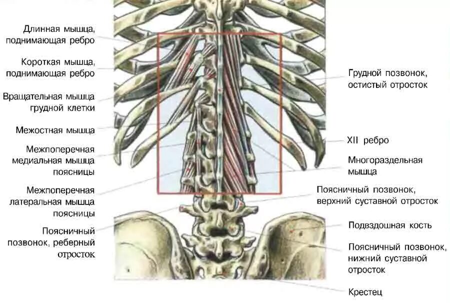 Мышцы шейного отдела позвоночного столба. Мышцы поясничного отдела позвоночника анатомия. Мышцы и связки грудного отдела позвоночника. 7 Грудной позвонок мышцы.