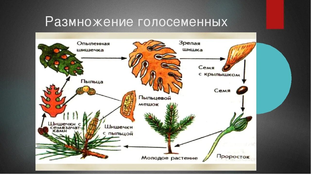 Размножение голосеменных растений схема. Схема размножения голосеменных растений 6. Бесполое размножение голосеменных растений. Цикл размножения голосеменных растений ЕГЭ.