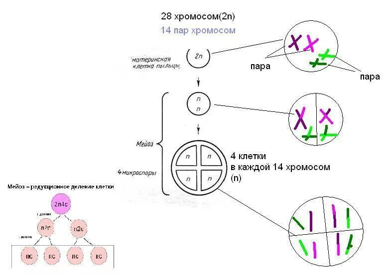 Сколько хромосом в клетках спорофита