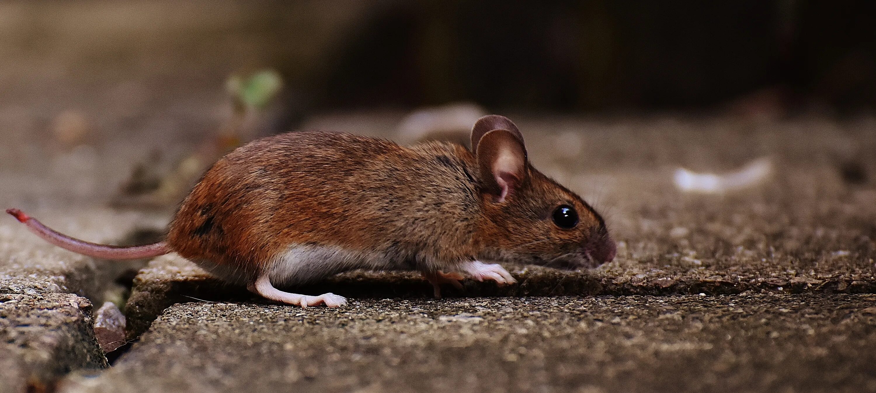 Apodemus sylvaticus. Лесная мышь. Мышь животное. Мышь Живая.