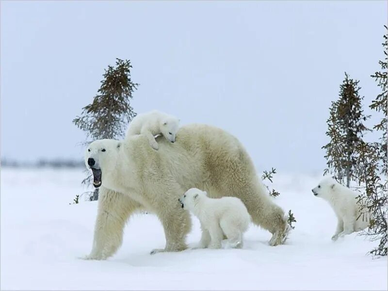 Международный день белого медведя. Международный день полярного медведя. Международный день полярного (белого) медведя. День белого полярного медведя.
