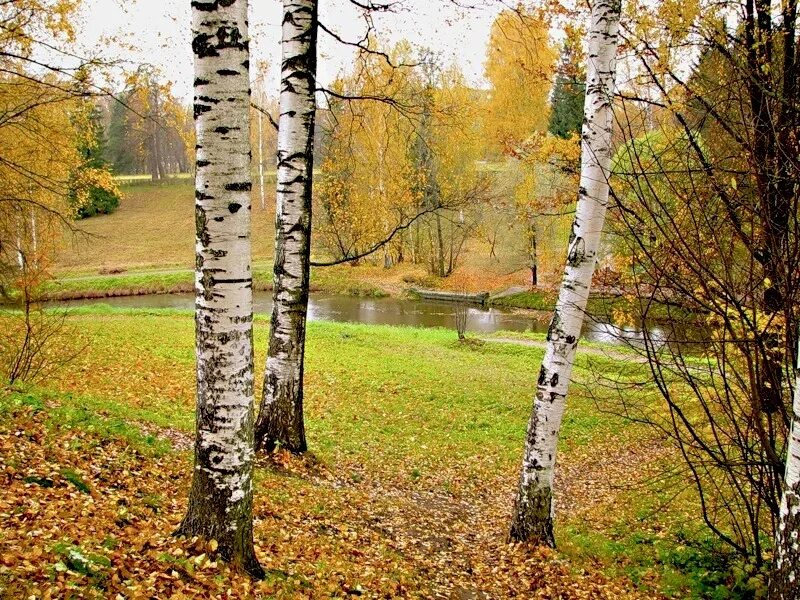 Секреты березки. Береза летом и осенью. Золотая осень березы. Береза осень лето. Летняя и осенняя береза.