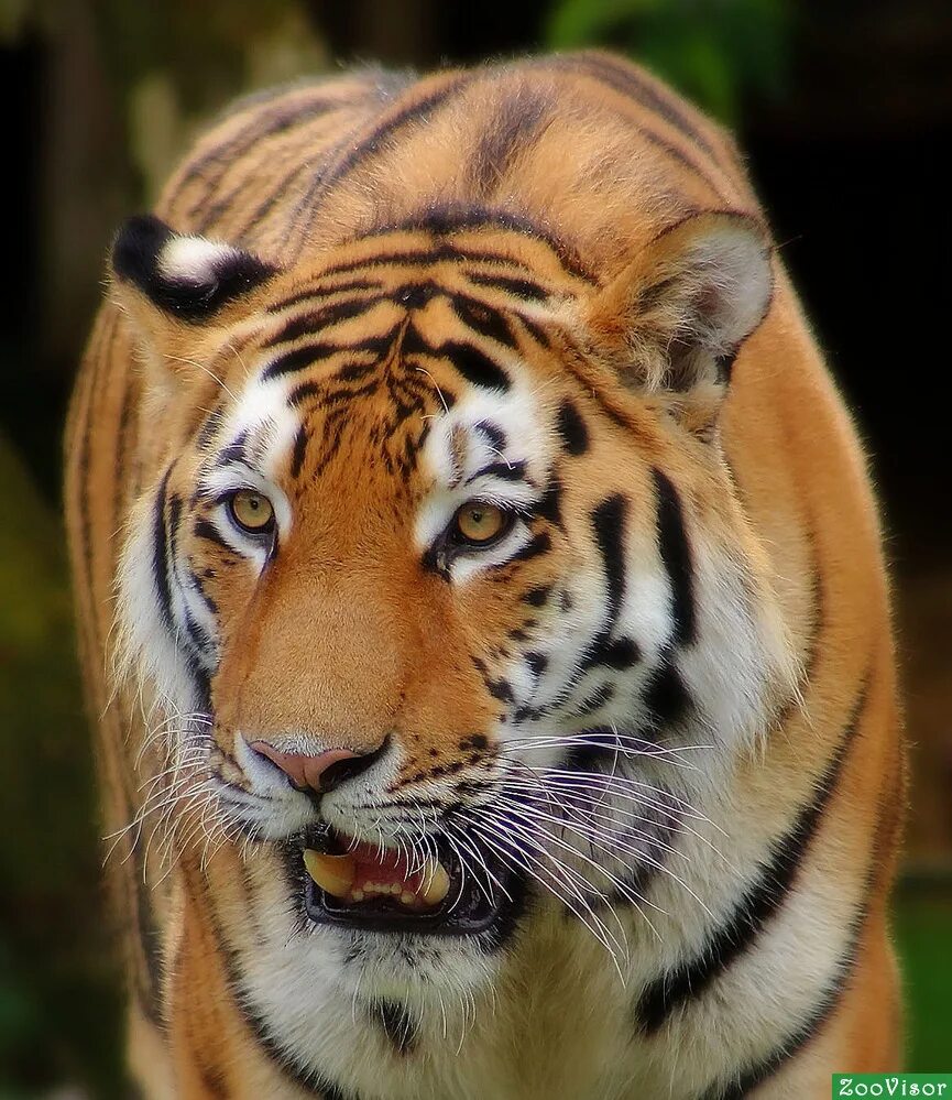 тигр шерхан. шерхан дисней. тигр шерхан. тигр шерхан. шерхан злой тигр.