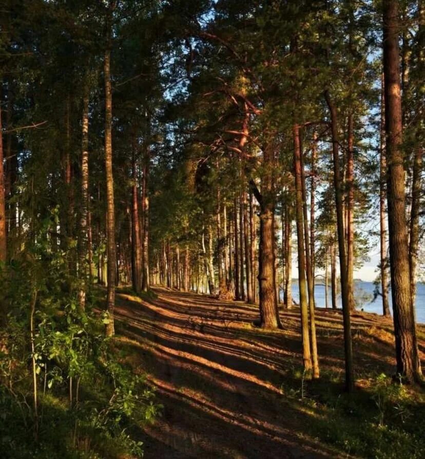 Места с сосновым лесом. Эстония лесные ресурсы. Сосновый бор ленинградская область лес. Сосновый бор дом ельник. Места с сосновым лесом.