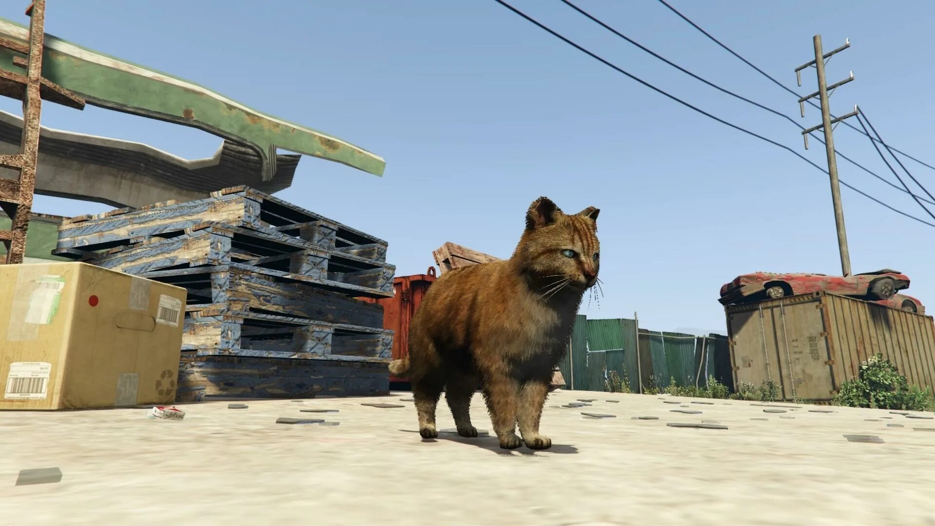 Рыжий кот game gta. Cat gta v. gta 5 животные. кот гта 5. пума гта 5.