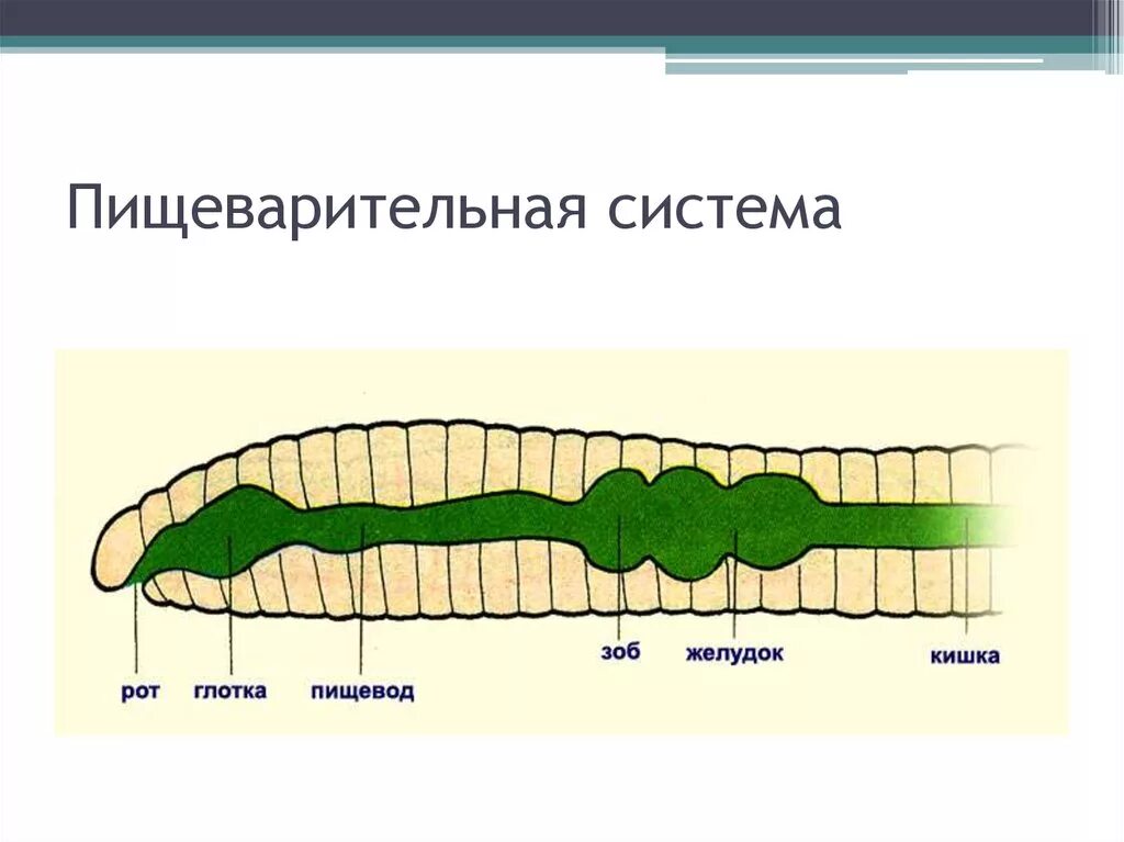 Пищеварительная система кольчатых червей схема. Строение пищеварительной системы кольчатых червей. Пищеварительная система дождевого червя. Пищеварительная система плоских червей кольчатые черви. Пищеварительная система органов кольчатых червей