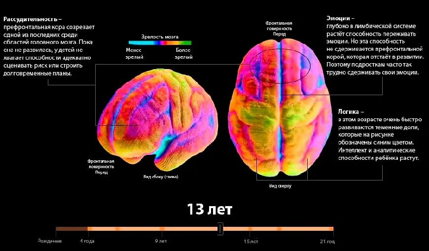 Развитие мозга возраст. Этапы созревания мозга. Зрелость мозга. Созревание коры головного мозга. Созревание мозга по годам.