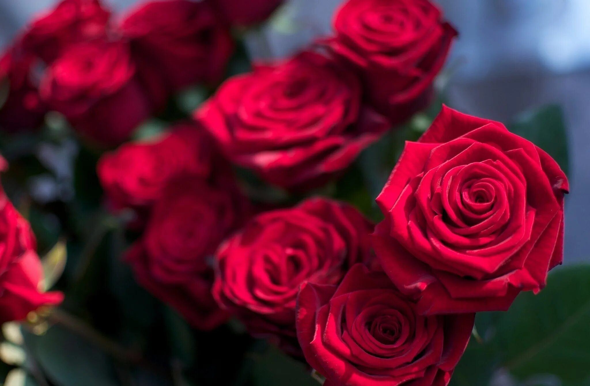 Цветы розы красные. Роза санисай. Красные розы. Шикарные красные розы.