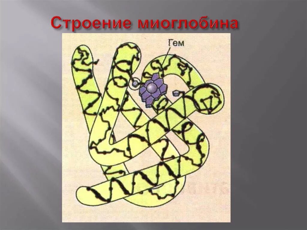 Высокое содержание миоглобина. Миоглобин структура и функции. строение белка миоглобин. миоглобин строение. гем миоглобина.